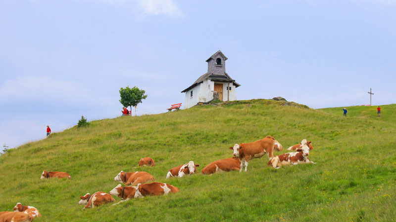 Wildschnau i Tyrol
